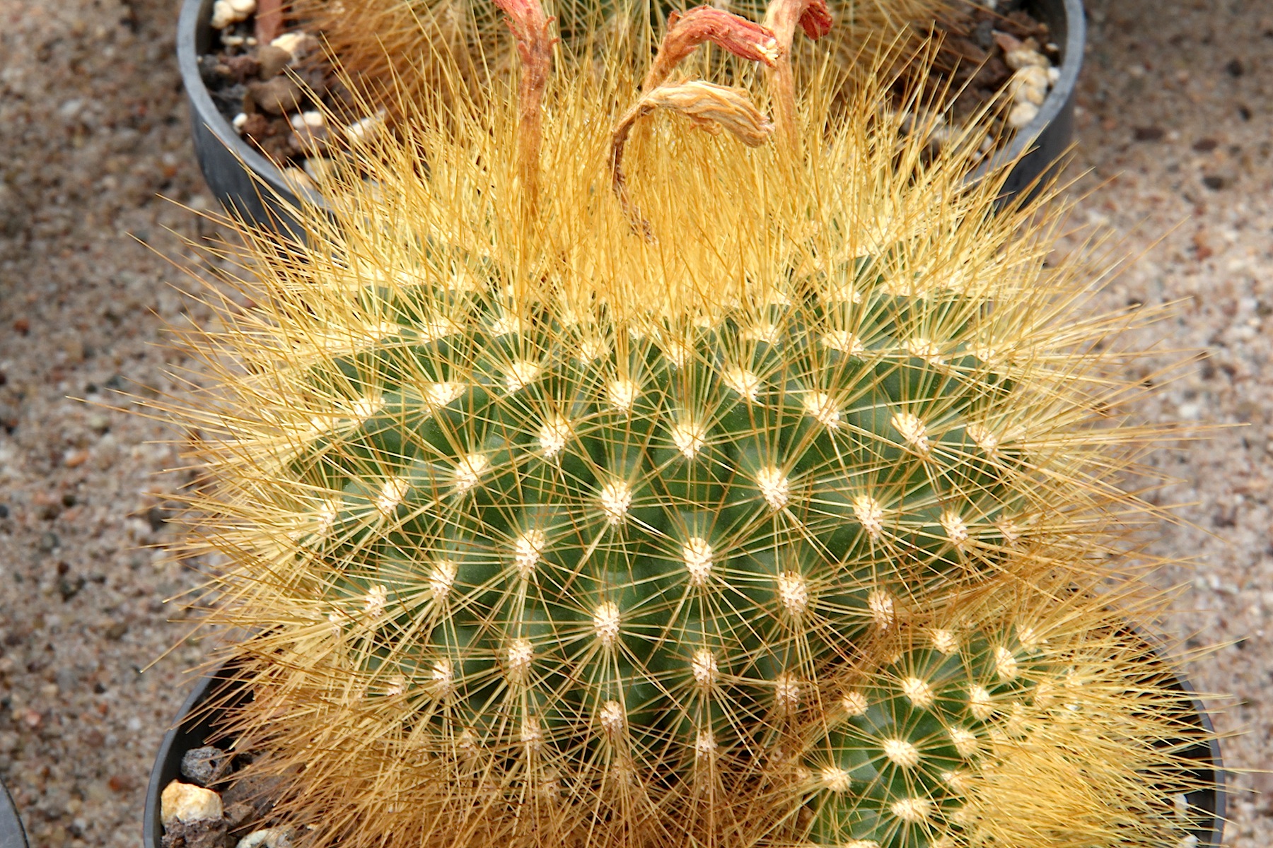 How to care for Webber's matucana - Complete Plant Care Guide | PlantSnap -  Plantsnap - Identify Plants, Trees, Mushrooms With An App