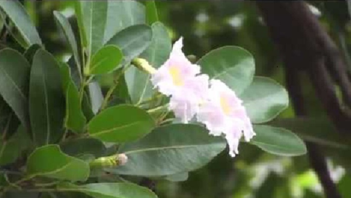 Pink trumpet tree
