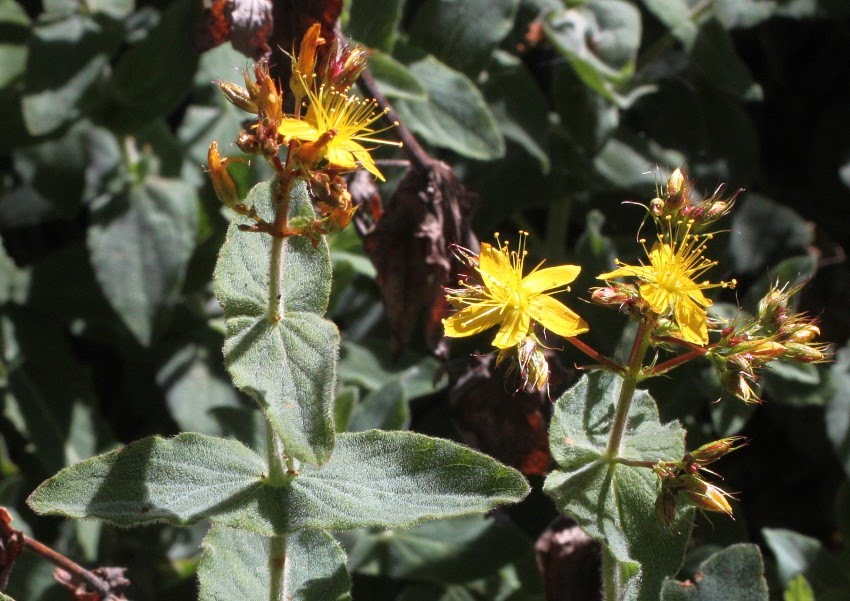 Goat-leaf st. john's wort
