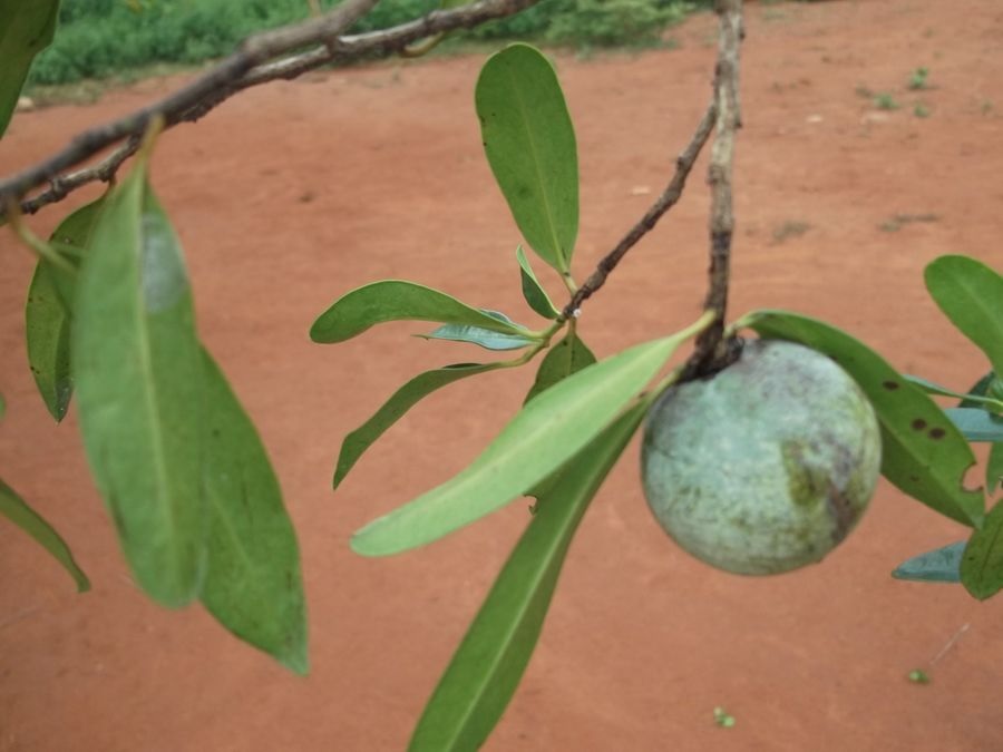Mandravasarotra