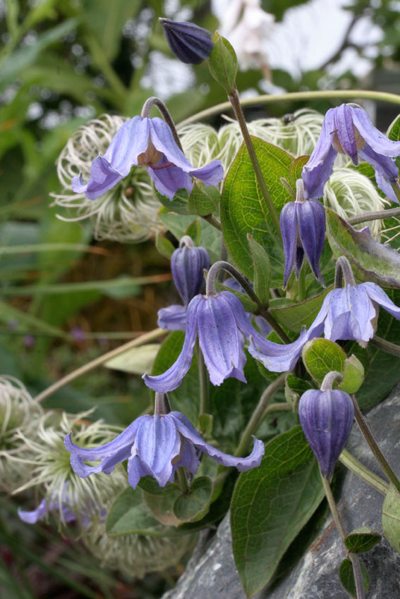 Solitary clematis