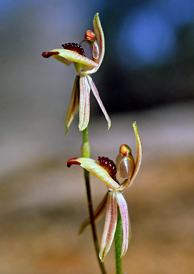 Thick-lipped spider orchid