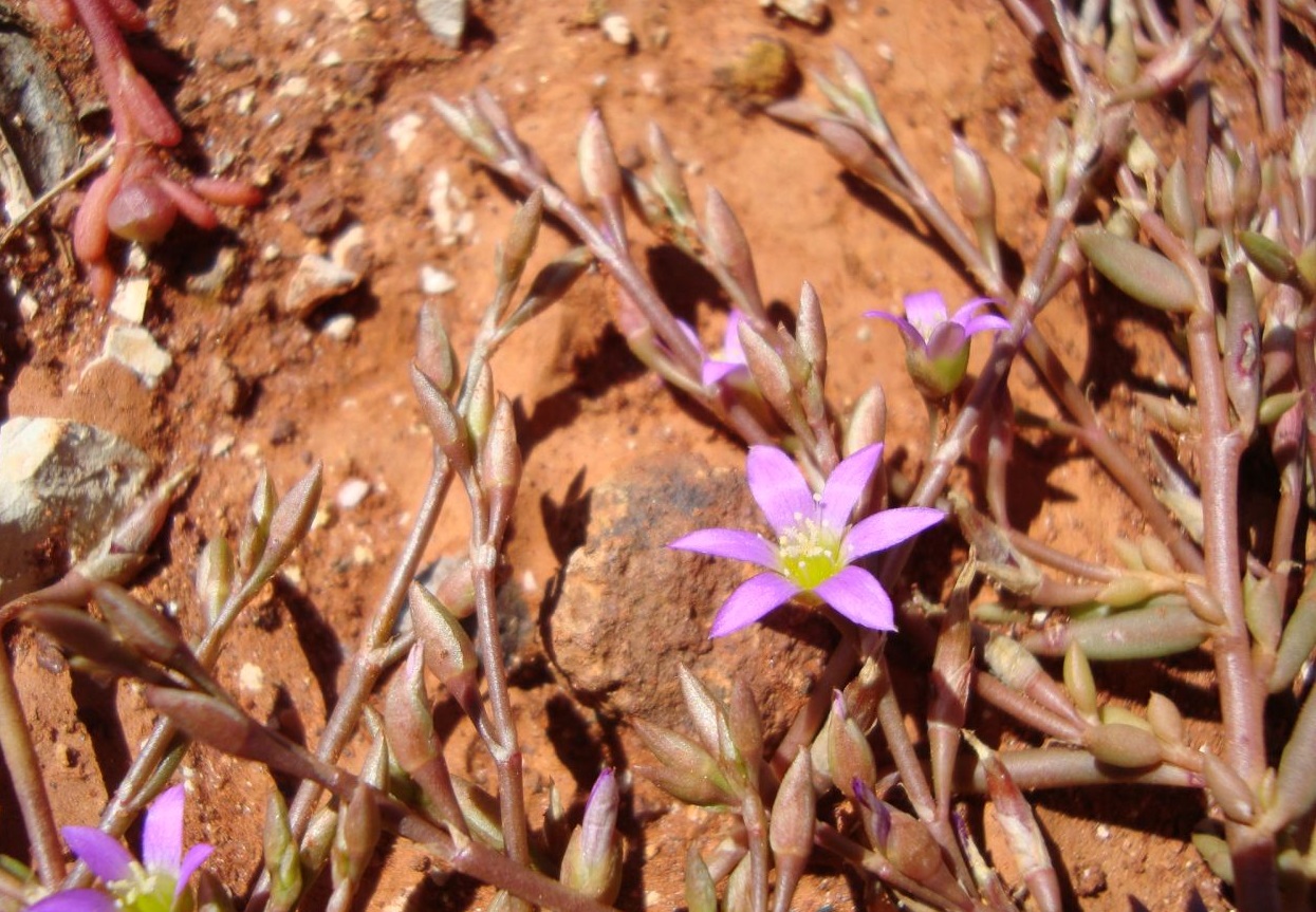 Matted purslane