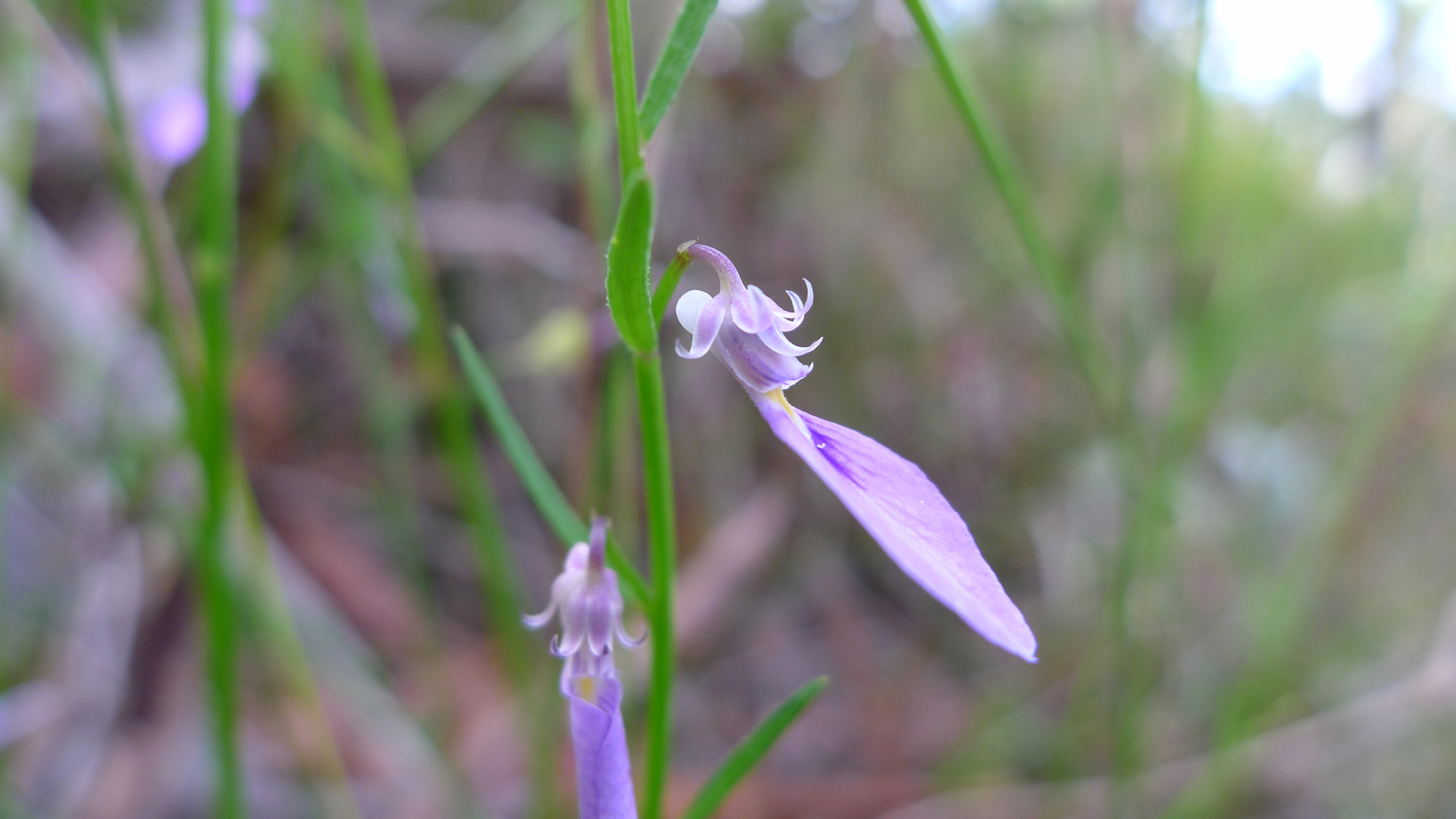 Blue spade flower