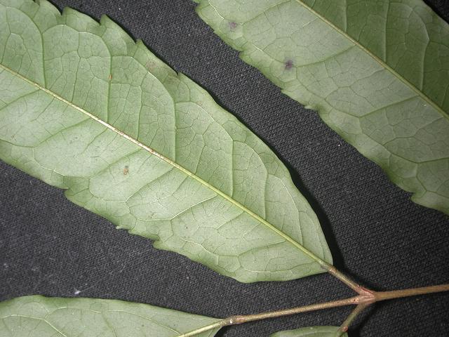 Plantsnap Identify Plants, Trees, Mushrooms With An App