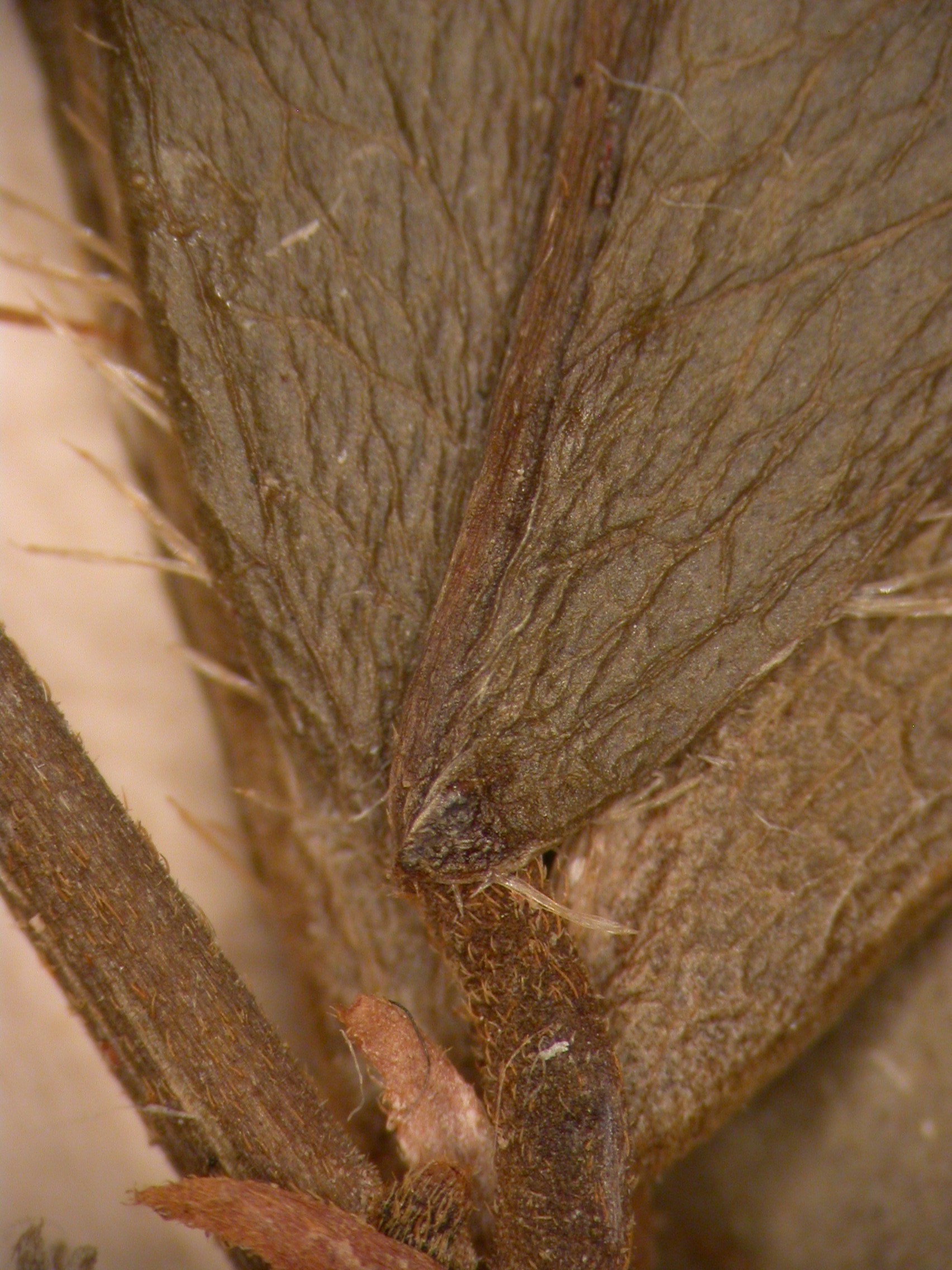 How to care for Chichicaste - Complete Plant Care Guide | PlantSnap ...