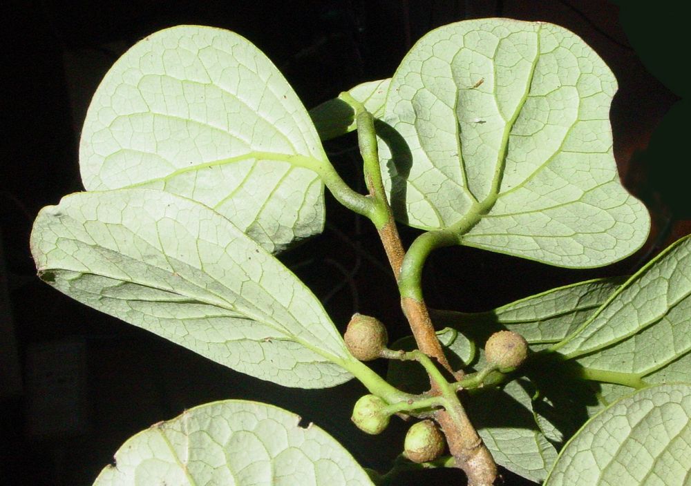 Plantsnap Identify Plants, Trees, Mushrooms With An App