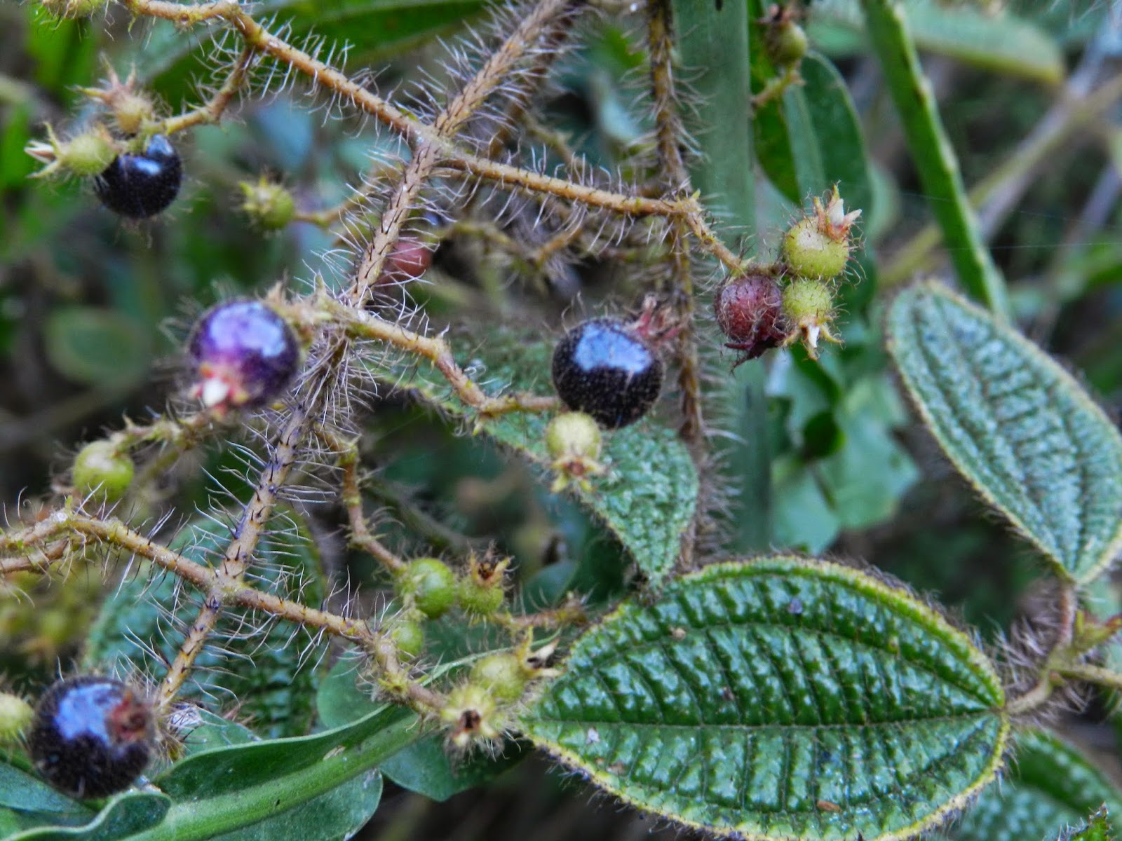 Plantsnap – Identify Plants, Trees, Mushrooms With An App