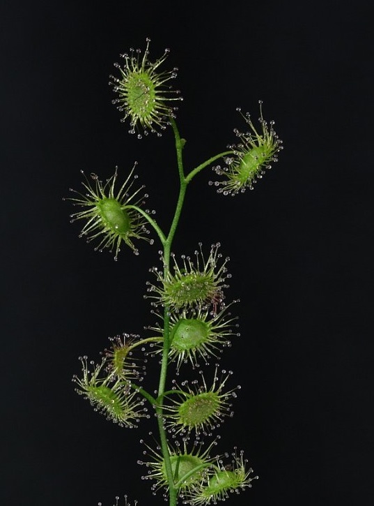 Western australian sundew