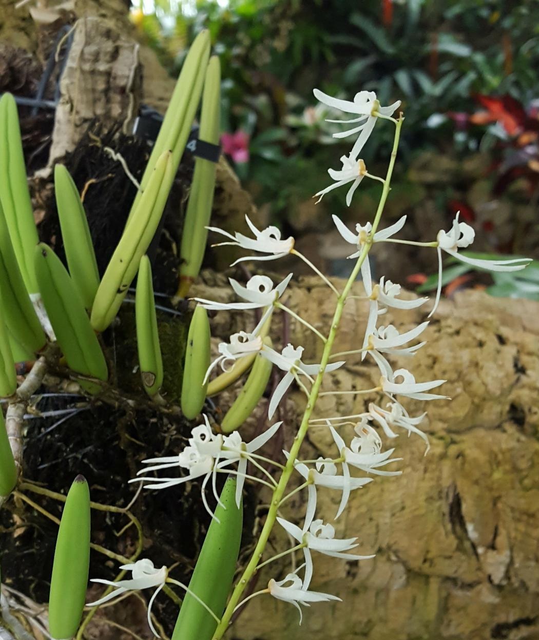Wassell's dendrobium (Dendrobium wassellii) - Image 1 of 10