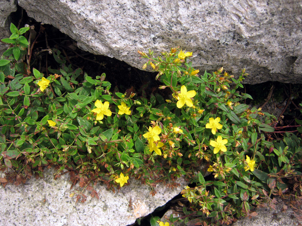 Narrow-leaved st. john's wort