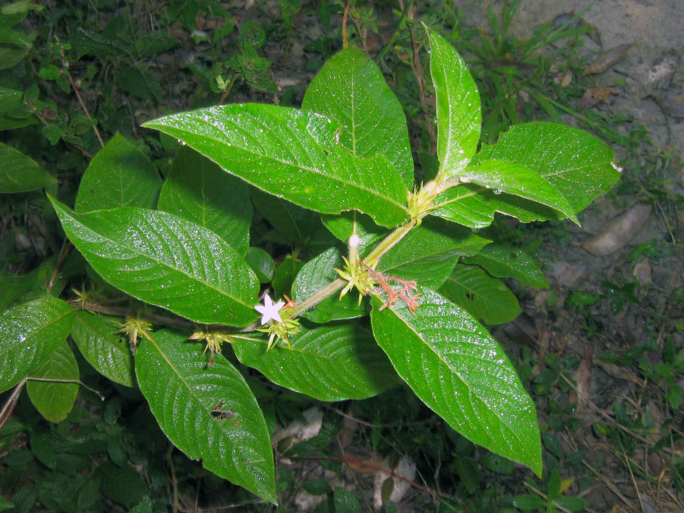 Gray sabicea
