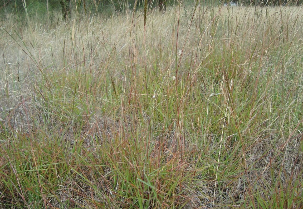 Red grass