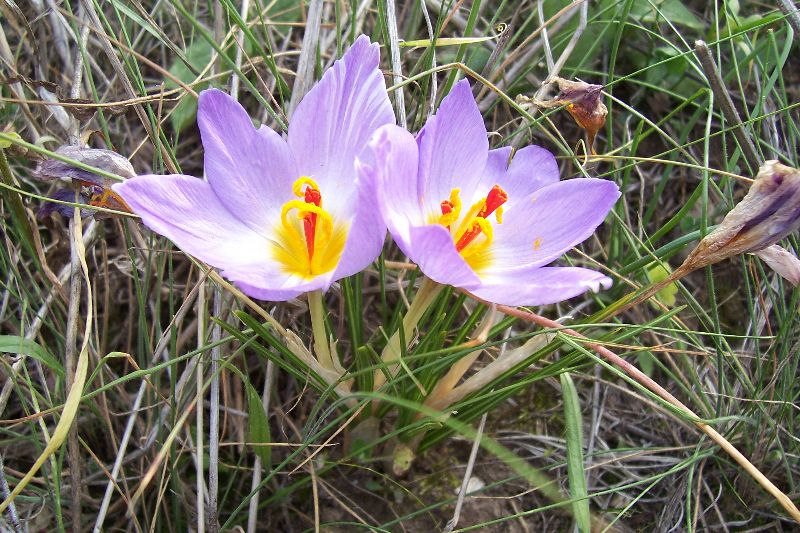 Thomas' crocus