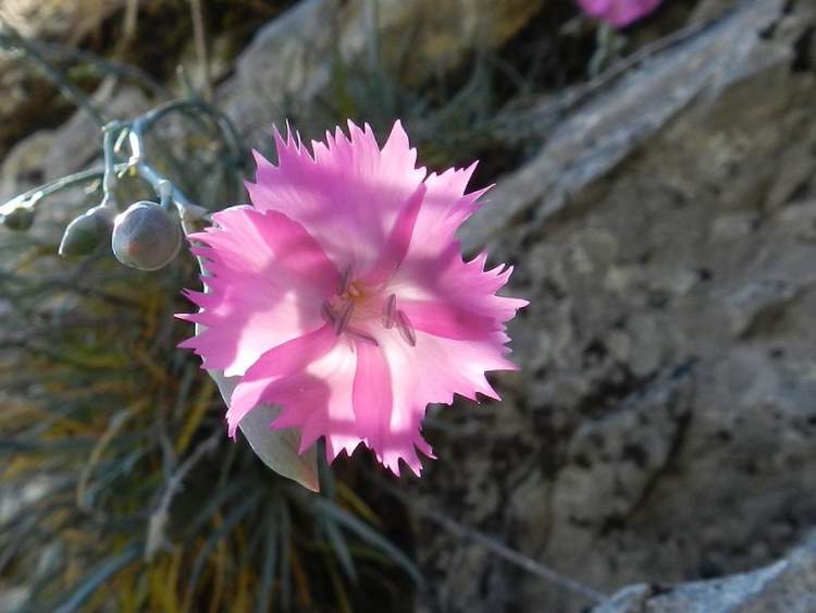 How to care for Cheddar pink - Complete Plant Care Guide | PlantSnap ...