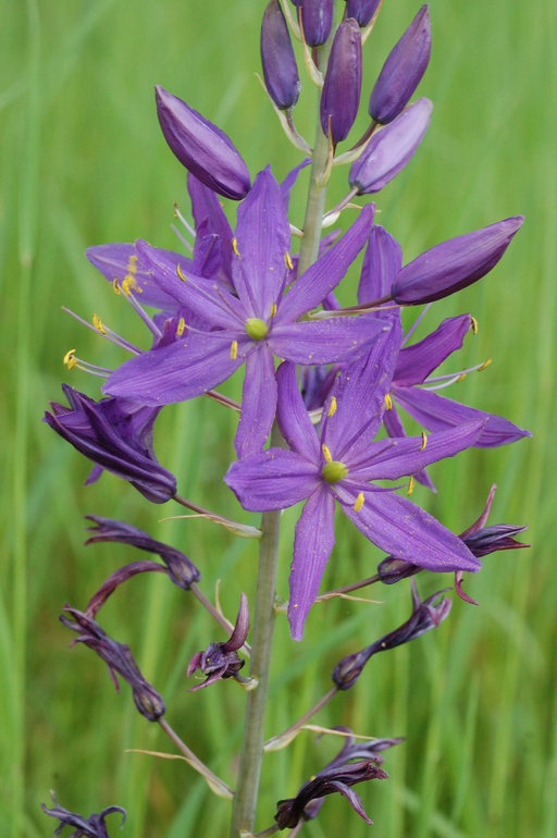 Leichtlin's mariposa lily