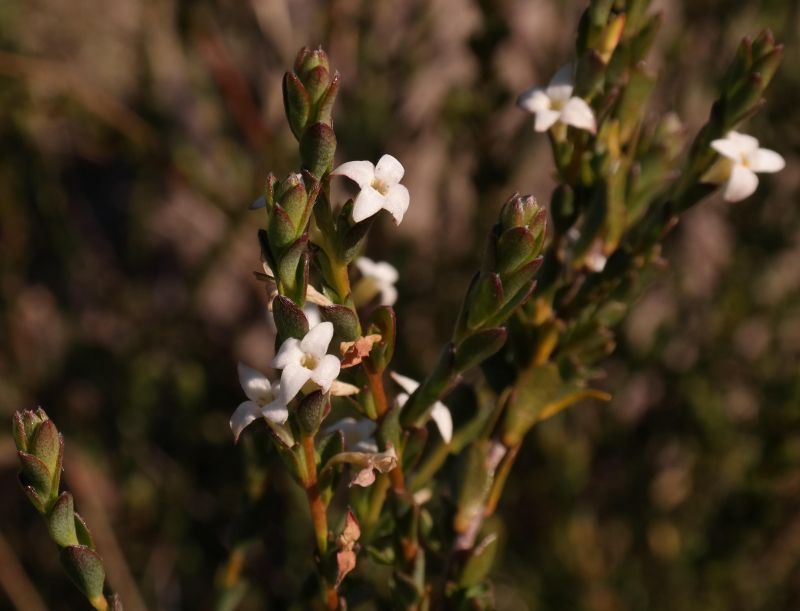 Knobby-seed daphne