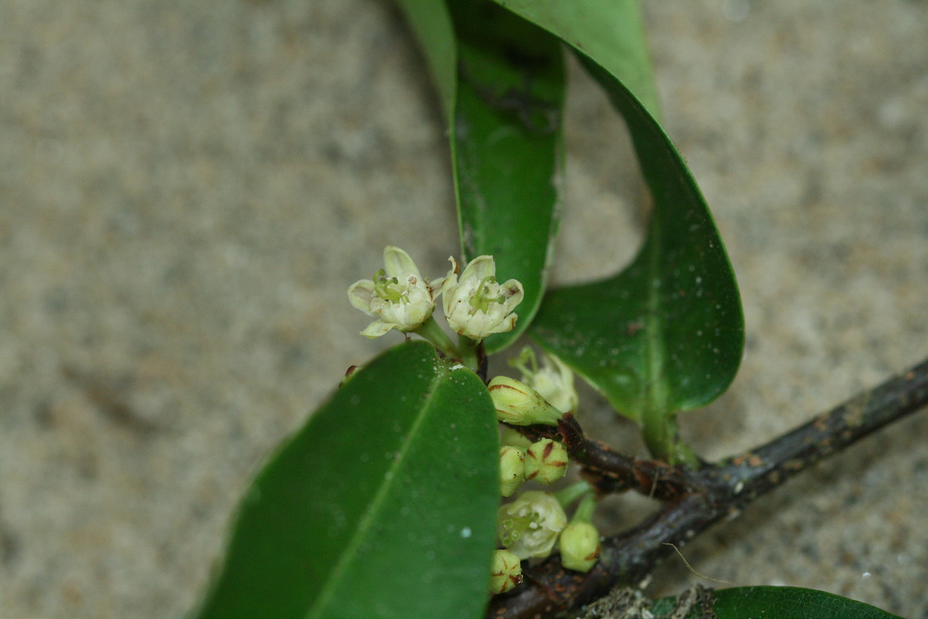 Kappler's erythroxylum