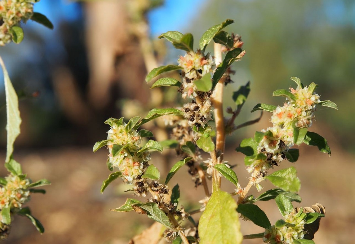 Mitchell's amaranth