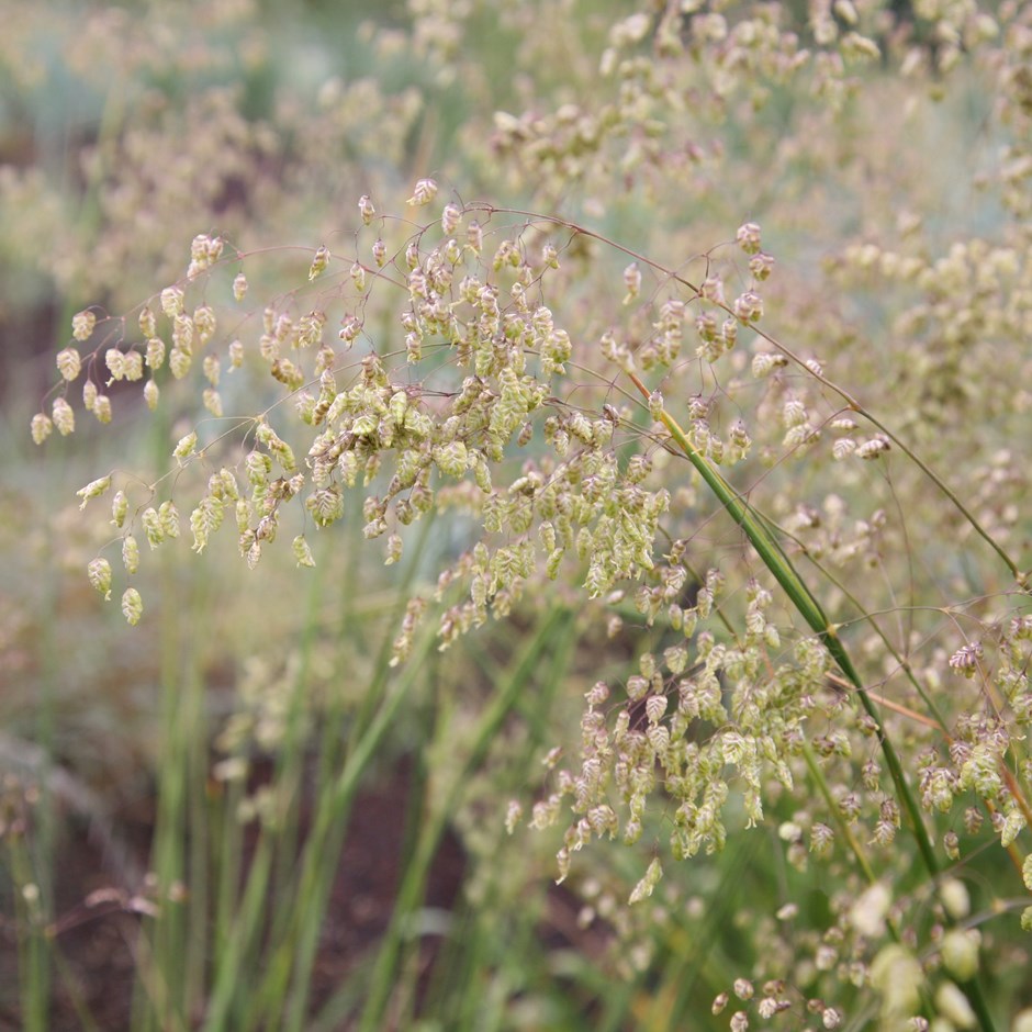 Quaking grass
