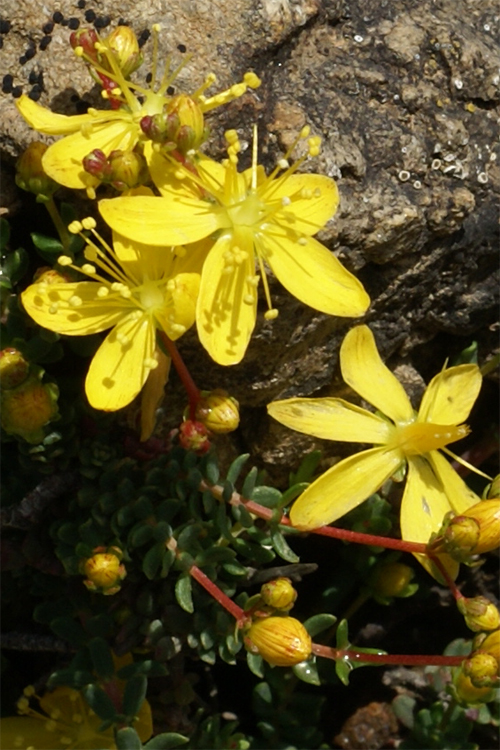 Small-leaved st john's wort