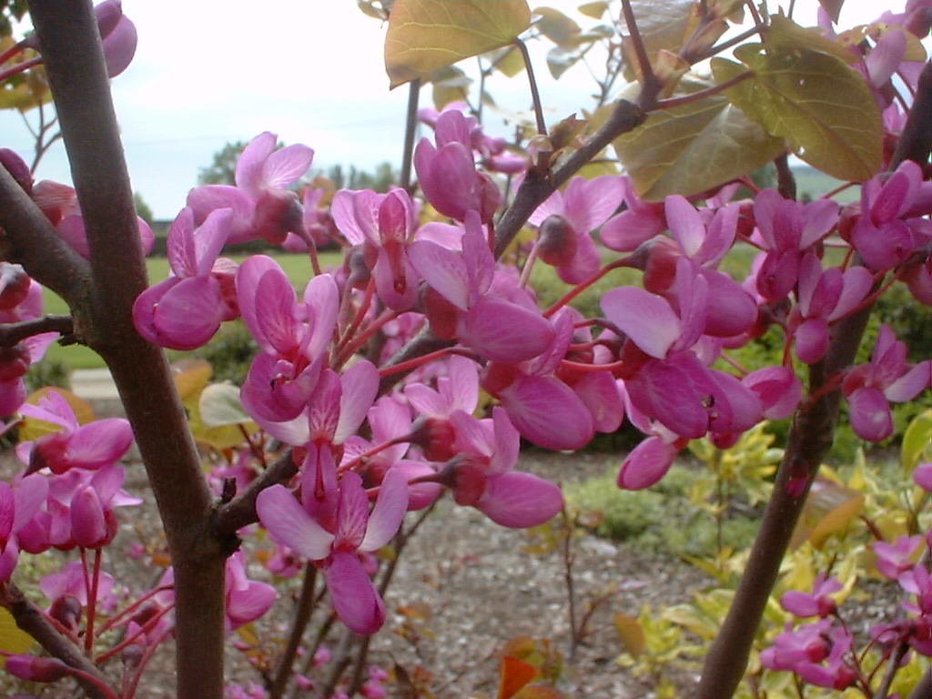Judas tree