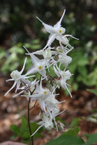 Barrenwort