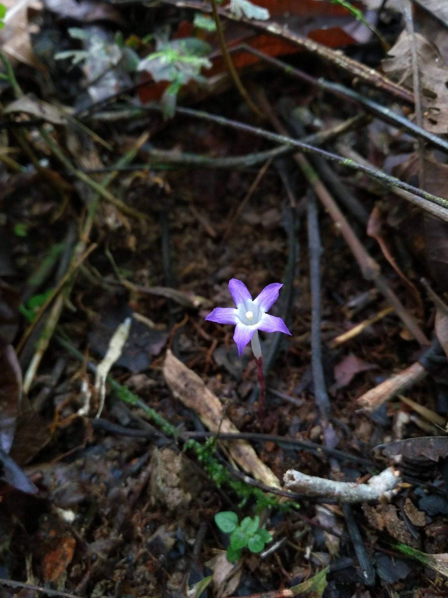 Pitier's ghost plant