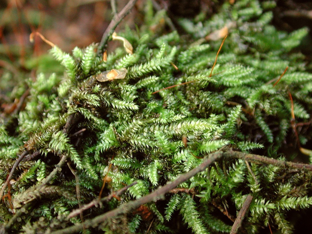 Tufted moss