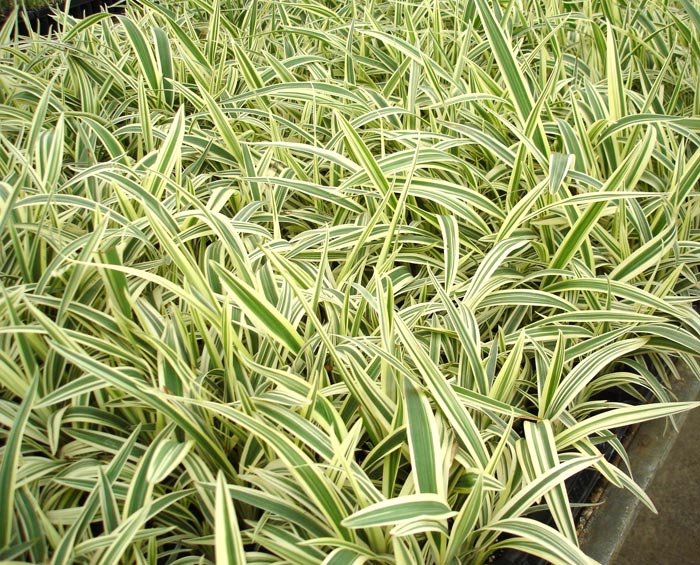 Umbrella dracaena (Dianella ensifolia) - Image 1 of 10