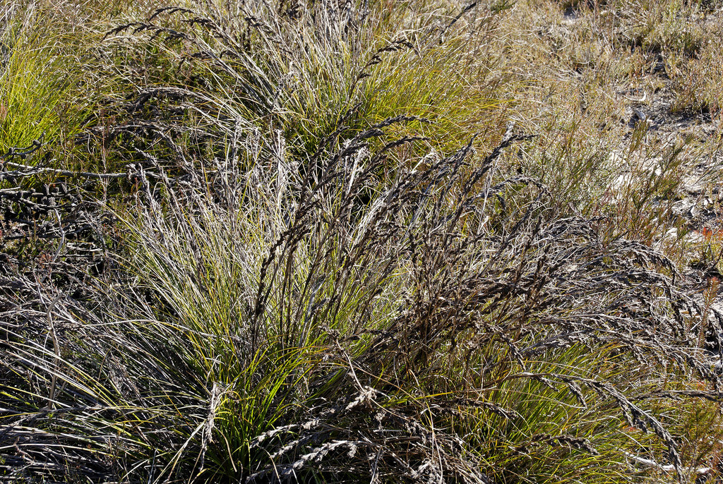 Thread-leaf saw-sedge