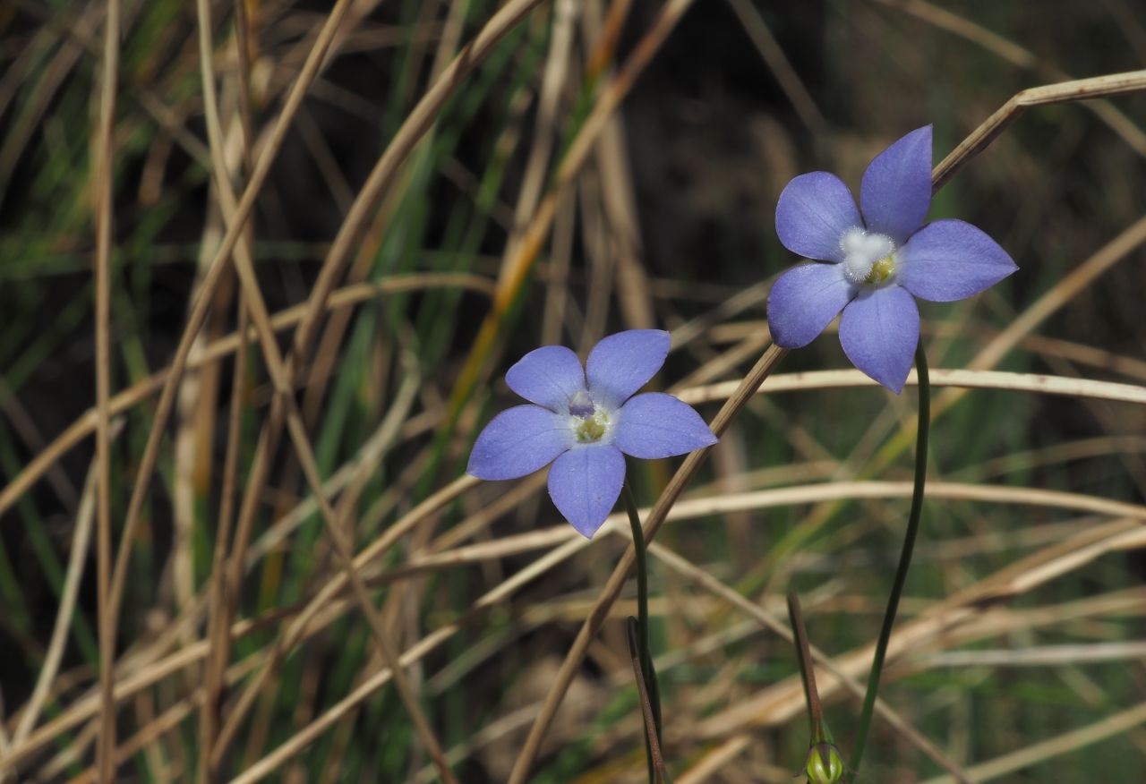 Bluebell