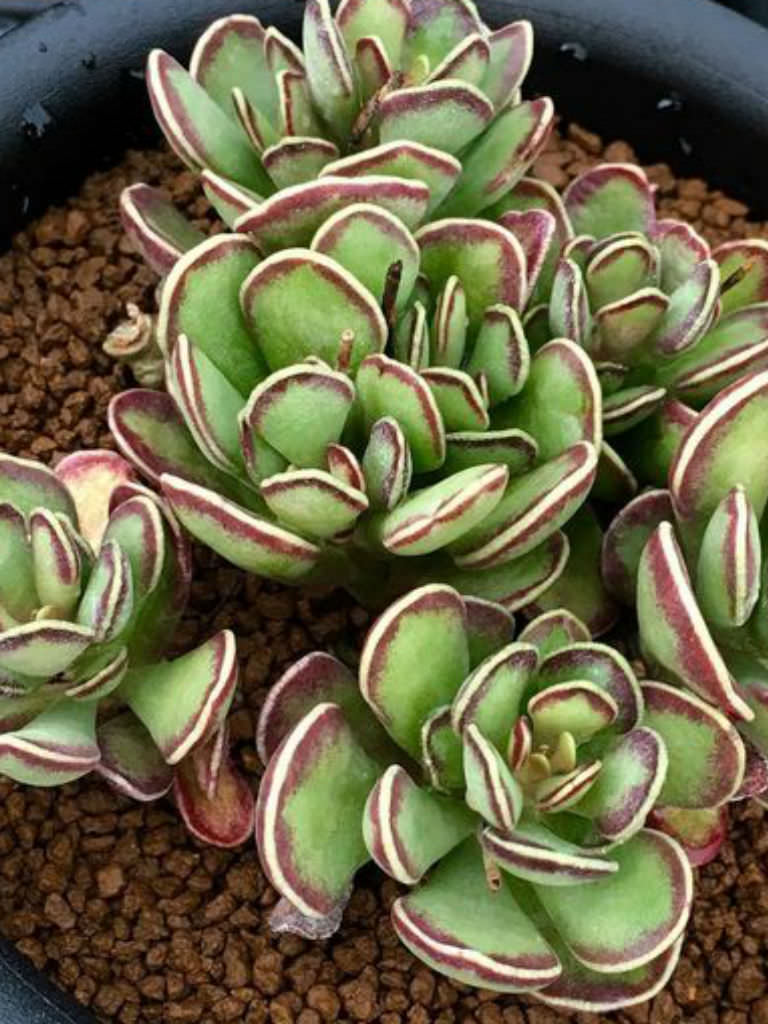 Crinkle-leaf plantの育て方 - 完全お手入れガイド | PlantSnap