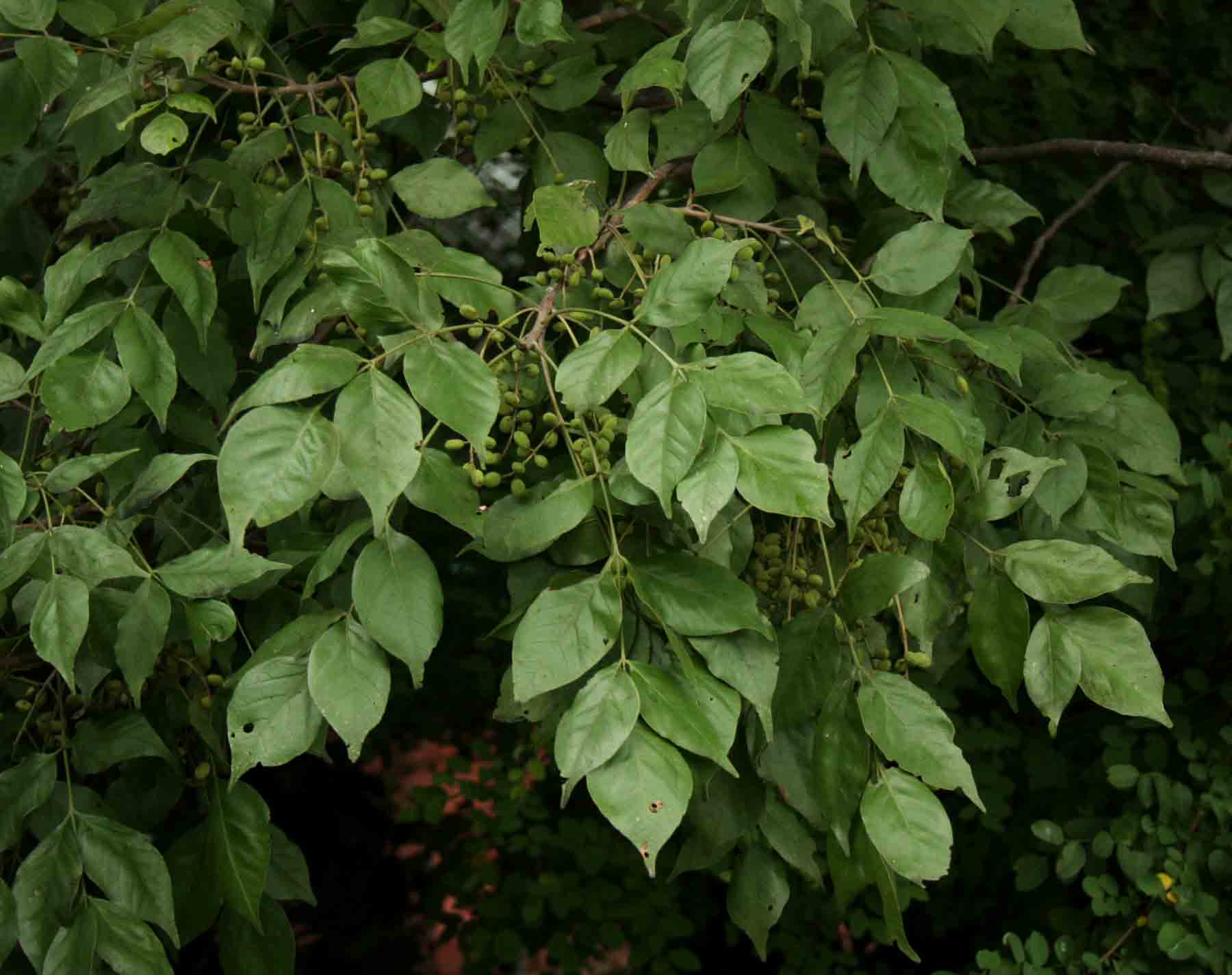 False marula