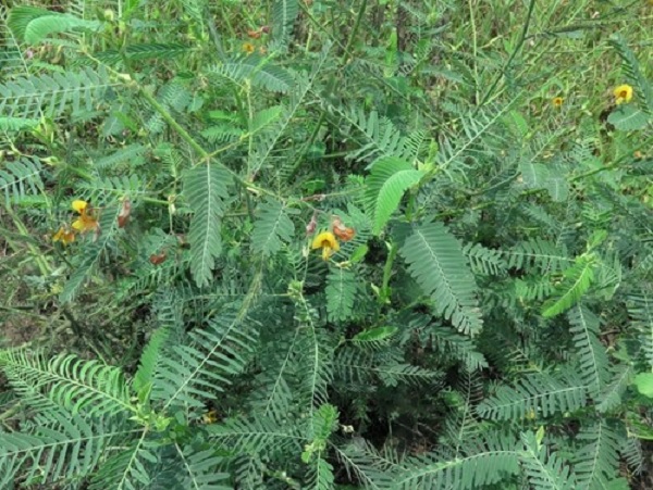 How to care for Rough jointvetch - Complete Plant Care Guide ...