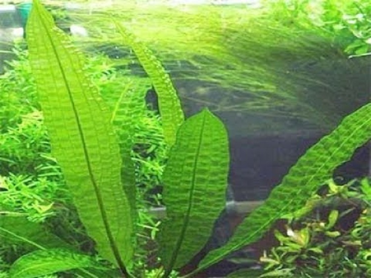 Madagascar laceleaf