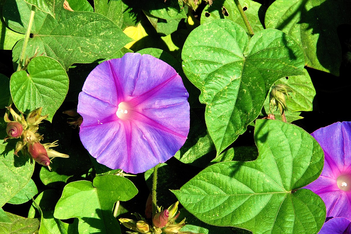 Blue morning glory