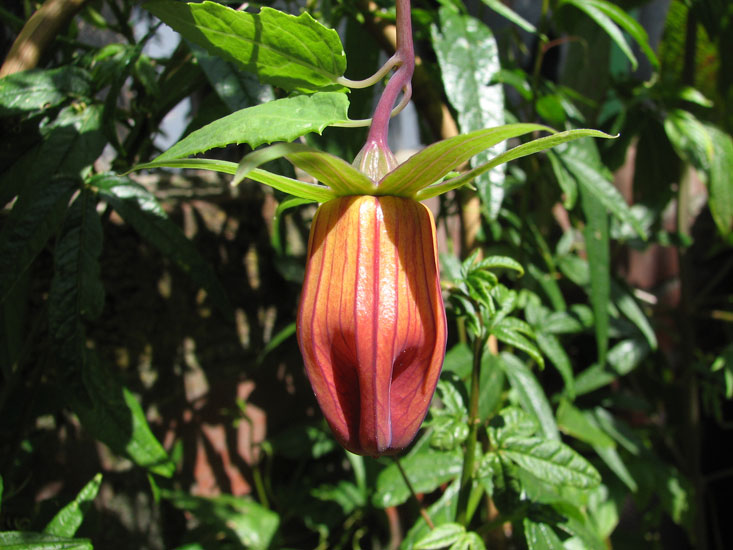 Ethiopian canary bellflower