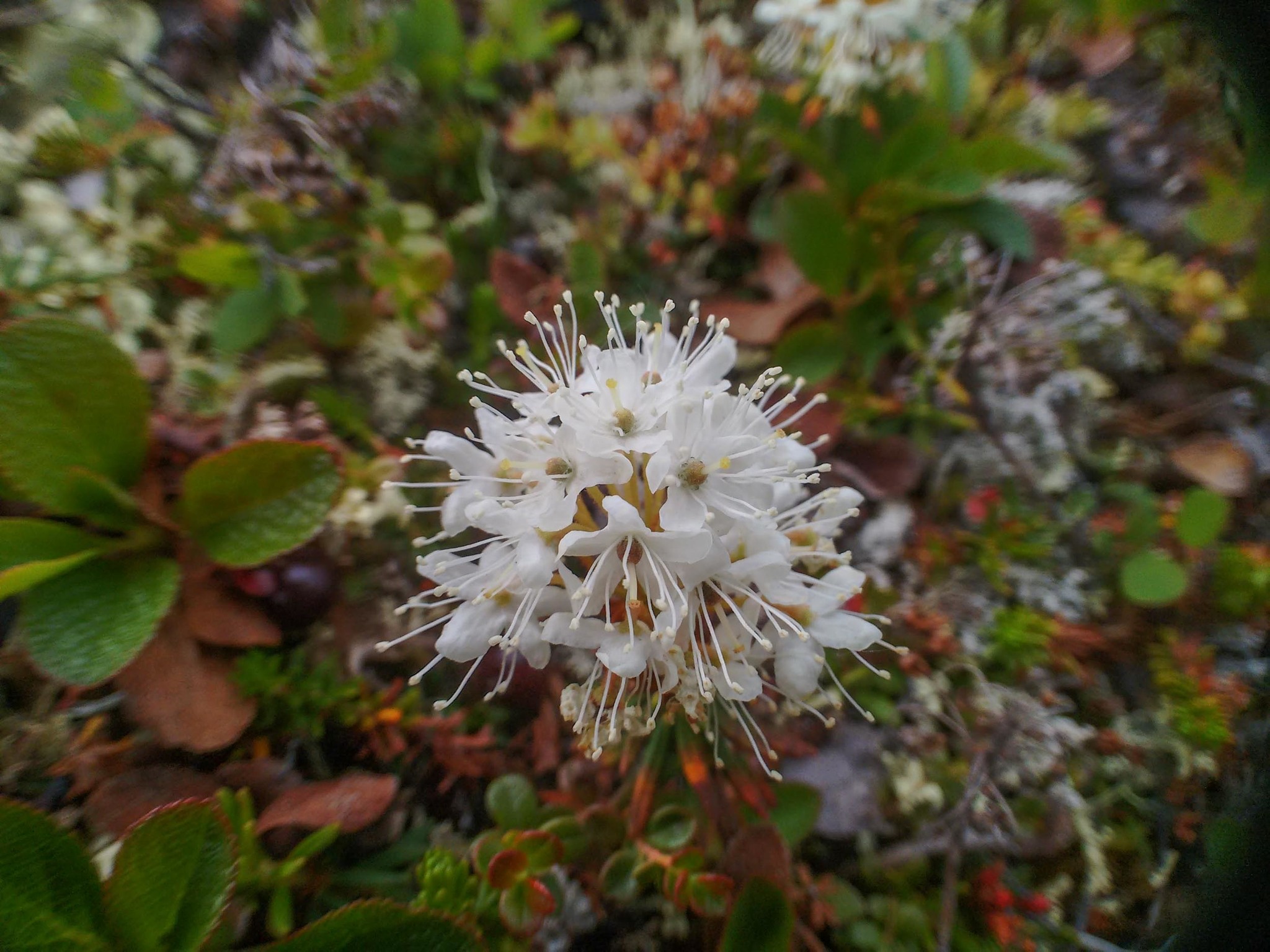 How to care for Marsh labrador tea - Complete Plant Care Guide ...