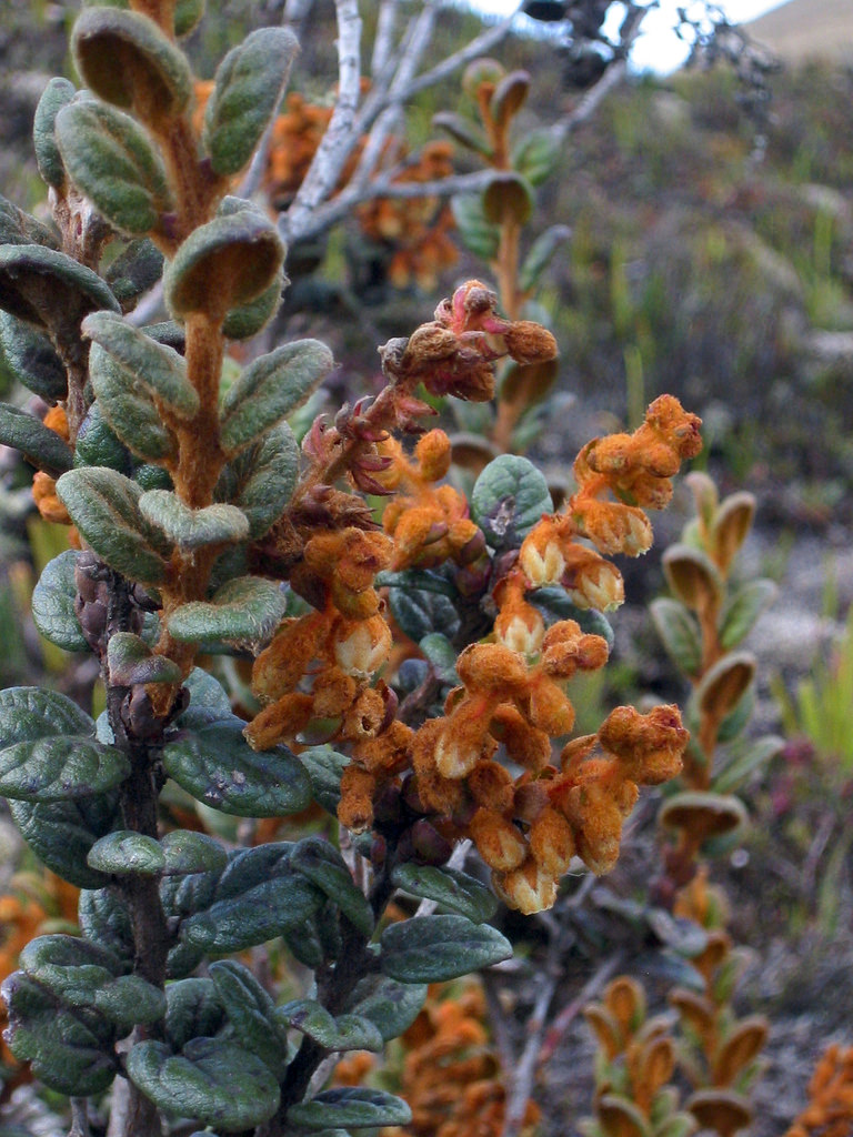 Woolly snowberry