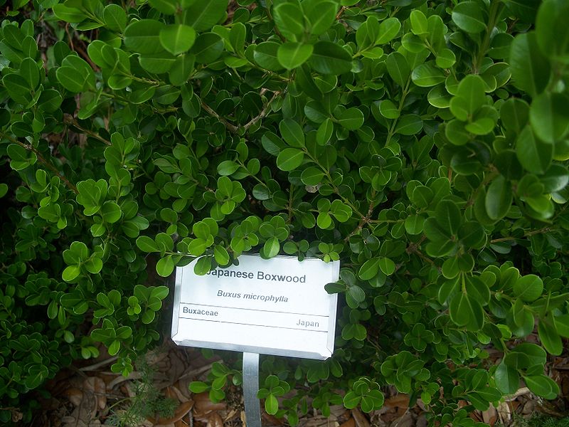 Yunque boxwood