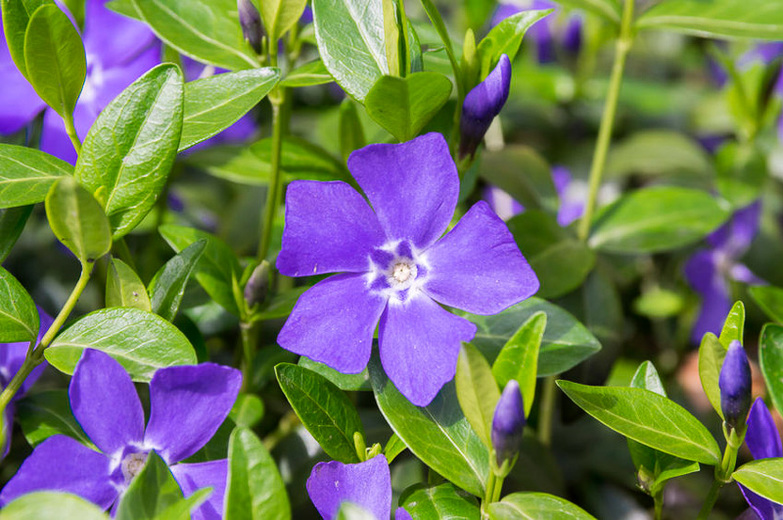 Periwinkle