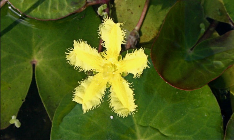 Marshwort