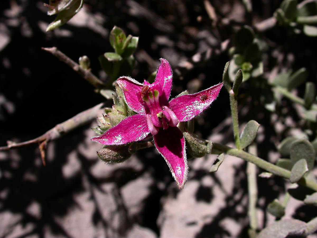 False sandalwood