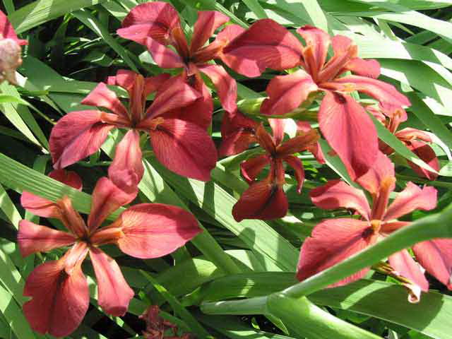 Abbeville red