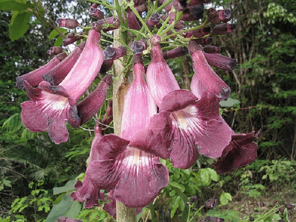 Purple trumpet tree