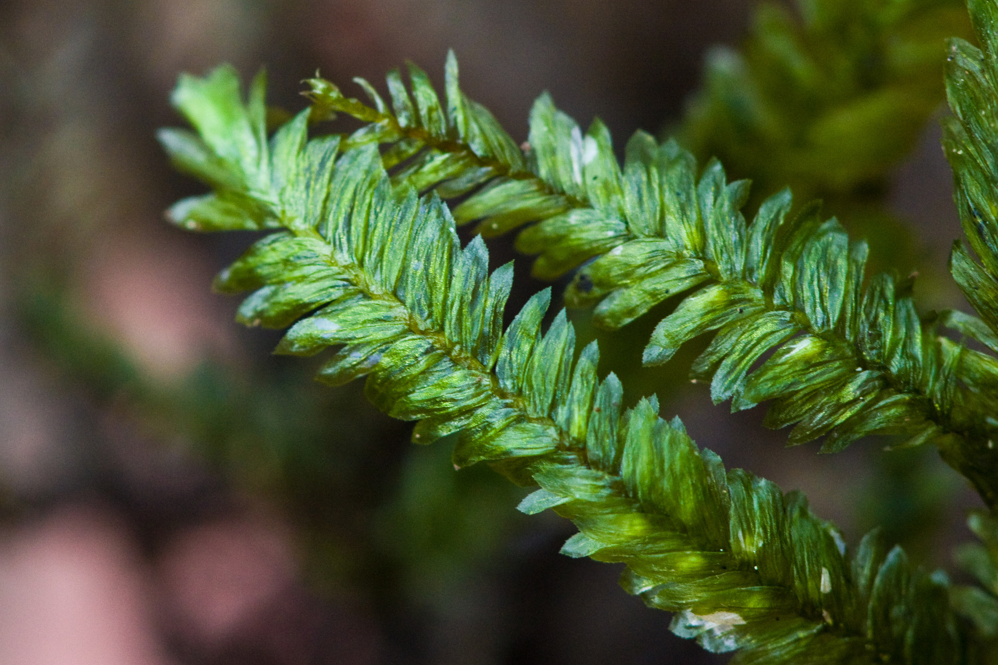 Bolivian moss