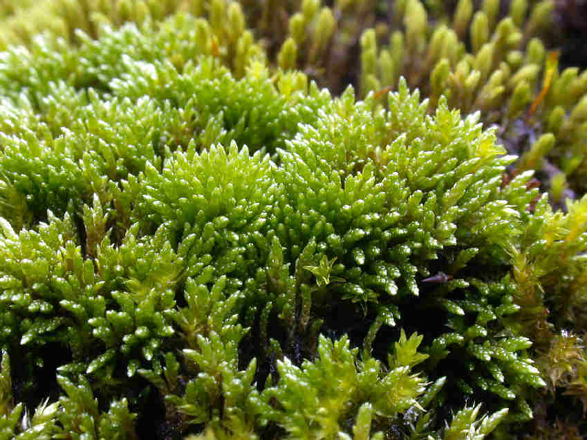 Slender silver-moss
