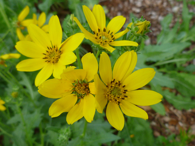 Engelmann daisy