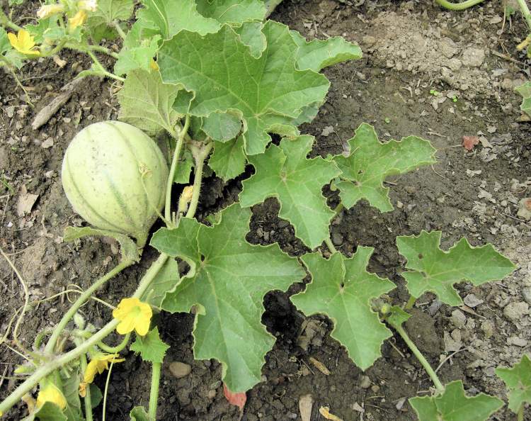 Melon